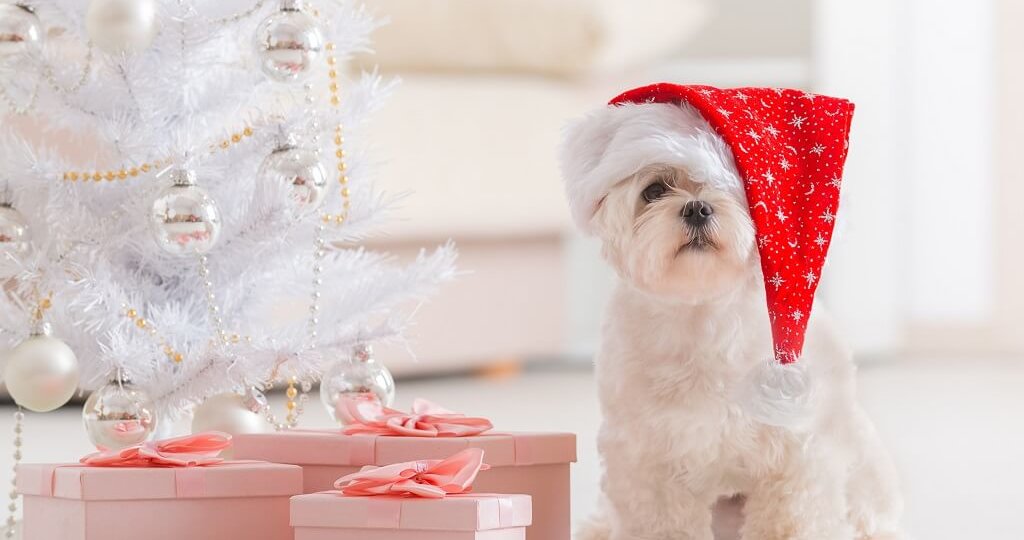 Cainele si Craciunul