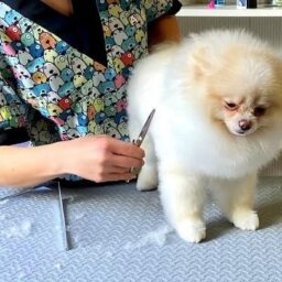 Salon frizerie canina profesionala Alphapet
