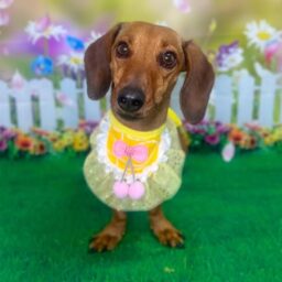 Periatul blanii cainelui si frizerie canina