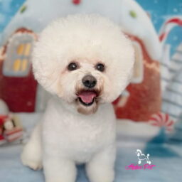 Proceduri de tuns caini pe timpul iernii